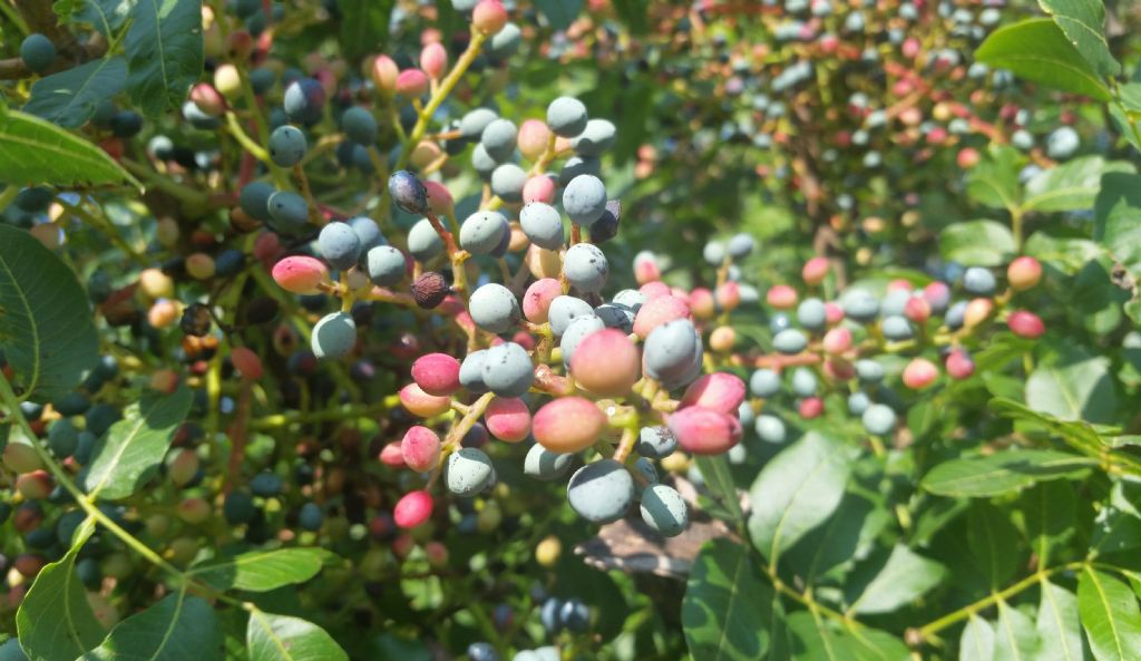 Pistacia lentiscus? No, Pistacia terebinthus